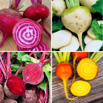 Collectie van 4 biologische gekleurde bieten