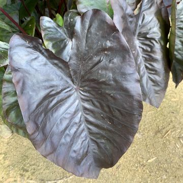 Colocasia esculenta Diamond Head - Olifantsoor