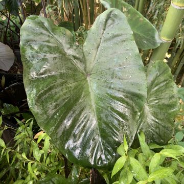 Colocasia esculenta Fontanesii - Olifantsoor