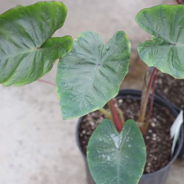 Colocasia Hawaiian Punch - Olifantsoor