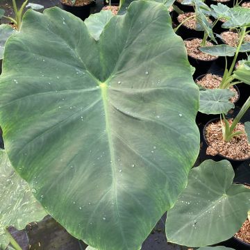 Colocasia Jack's Giant - Olifantsoor