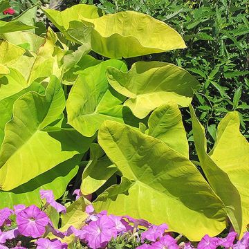 Colocasia Maui Gold - Olifantsoor