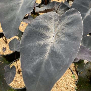 Colocasia Painted Black Gecko - Olifantsoor