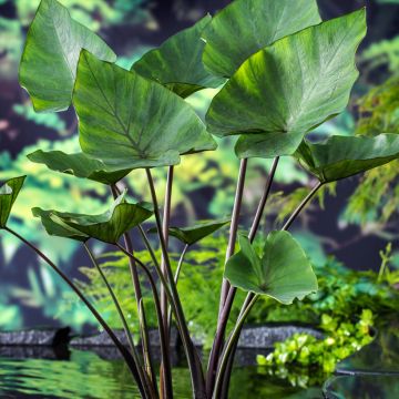 Colocasia esculenta Tea Cup - Olifantsoor