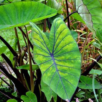 Colocasia Blue Hawaii - Olifantsoor