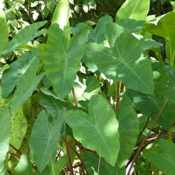 Colocasia esculenta - Olifantsoor