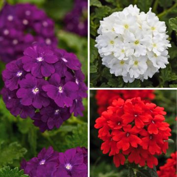 Verbena Firehouse Dutch Fire - Hangverbena