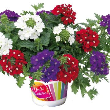Verbena  Mix - Hangverbena