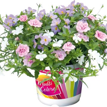 Romantische Samenstelling 20 - Samenstelling van 3 eenjarige planten