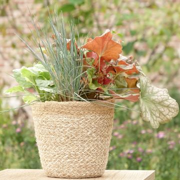 Sunkissed-samenstelling - samenstelling van 4 planten