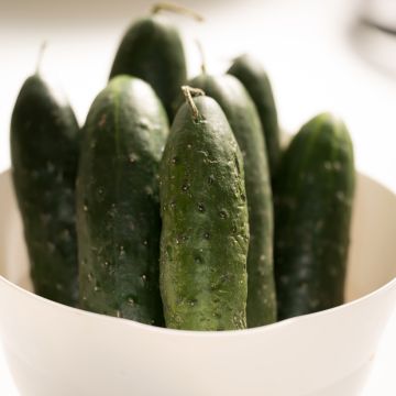 Komkommer Dar BIO - Ferme de Sainte Marthe