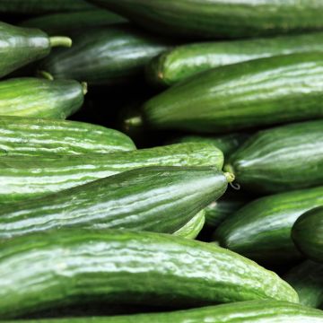 Komkommer Gynial F1 (jonge planten - geënt)