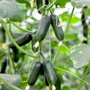 Komkommer Hopeline F1