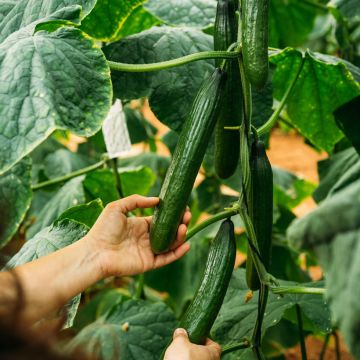 Komkommer Vert Long Maraîcher