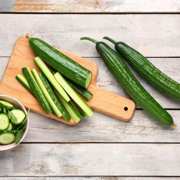 Komkommer Gynial F1 (jonge planten)