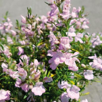 Faux rozemarijn Little Rosie - Conradina