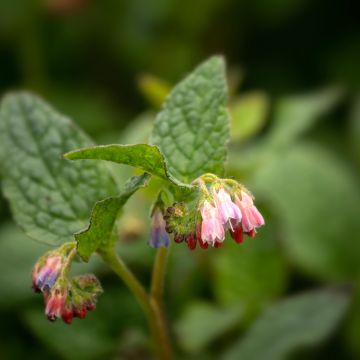 Smeerwortel Hidcote Pink - Symphytum grandiflorum