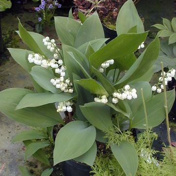 Convallaria majalis Géant de Fortin - Lelietje-van-dalen