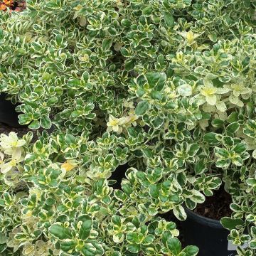 Coprosma repens Marble Queen - Spiegelplant