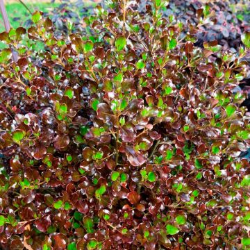 Coprosma Pacific Night - Spiegelplant