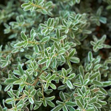 Coprosma Variegata - Spiegelplant