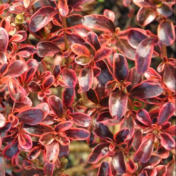 Coprosma Fire Burst - Spiegelplant