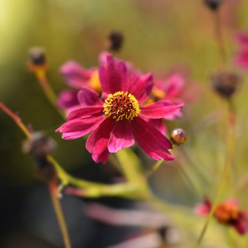 Coreopsis Red Satin - Meisjesogen
