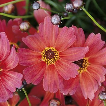 Coreopsis Sunstar Orange - Meisjesogen