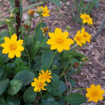 Coreopsis auriculata Elfin Gold - Meisjesogen