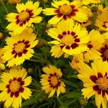 Coreopsis lanceolata Baby Gold - Meisjesogen