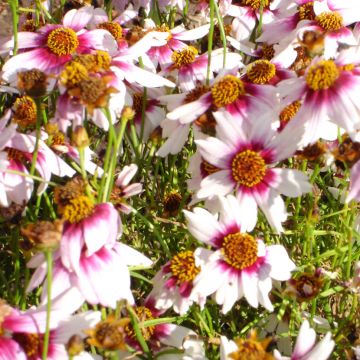 Coreopsis rosea Sweet Dreams - Roze meisjesogen