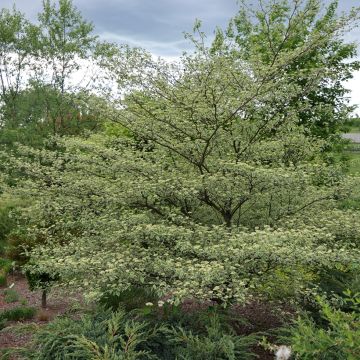 Cornus alternifolia Silver Giant - Pagodekornoelje