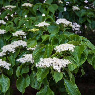 Cornus controversa - Reuzenkornoelje