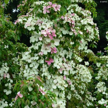 Cornus hongkongensis Parc de Haute Bretagne - Kornoelje
