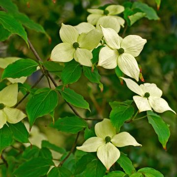 Cornus kousa China Girl - Japanse kornoelje