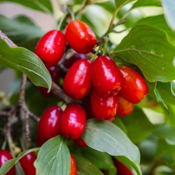 Cornus mas Pancharevo - Gele kornoelje