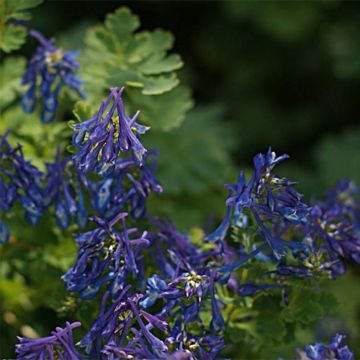Corydalis elata Blue Summit - Helmbloem