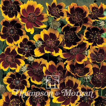 Cosmidium burridgeanum Philippine (zaad) - Chocoladezonnetje