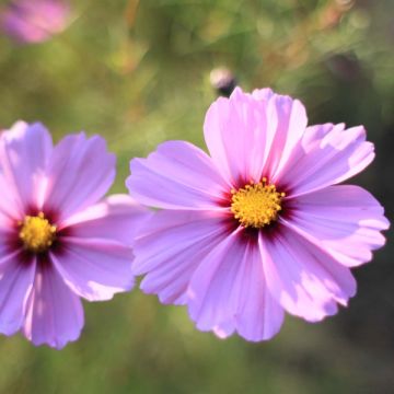 Cosmea Sensation Radiance (zaad) - Cosmos bipinnatus