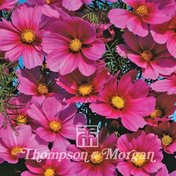 Cosmea Versailles Tetra (zaad) - Cosmos bipinnatus