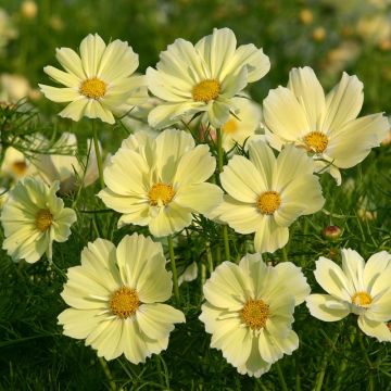 Cosmea Xanthos Geel (plugplanten) - Cosmos bipinnatus