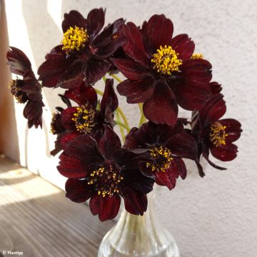 Cosmos atrosanguineus Eclipse - Chocolade cosmos