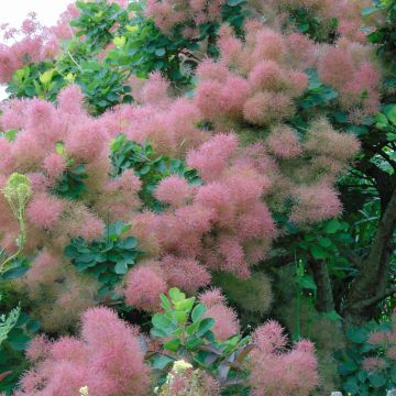 Cotinus Smokey Joe - Pruikenboom