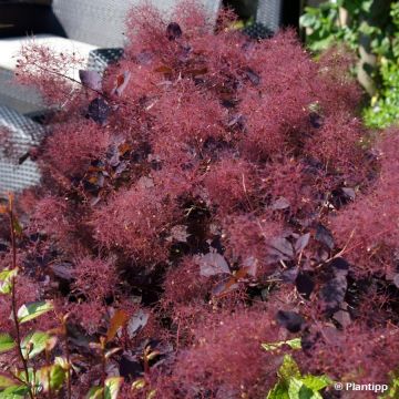 Cotinus coggygria Dusky Maiden - Pruikenboom
