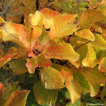 Cotinus coggygria Lemon Lady - Pruikenboom