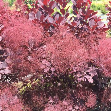 Cotinus coggygria Winecraft Black - Pruikenboom