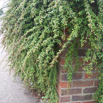 Cotoneaster dammeri Royal Carpet - Dwergmispel