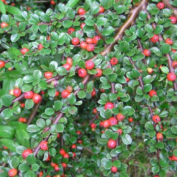 Cotoneaster dammeri Schoon - Dwergmispel