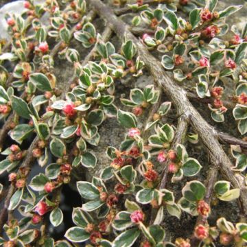 Cotoneaster horizontalis Variegatus - Vlakke dwergmispel