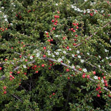 Cotoneaster microphyllus - Kleinbladige dwergmispel